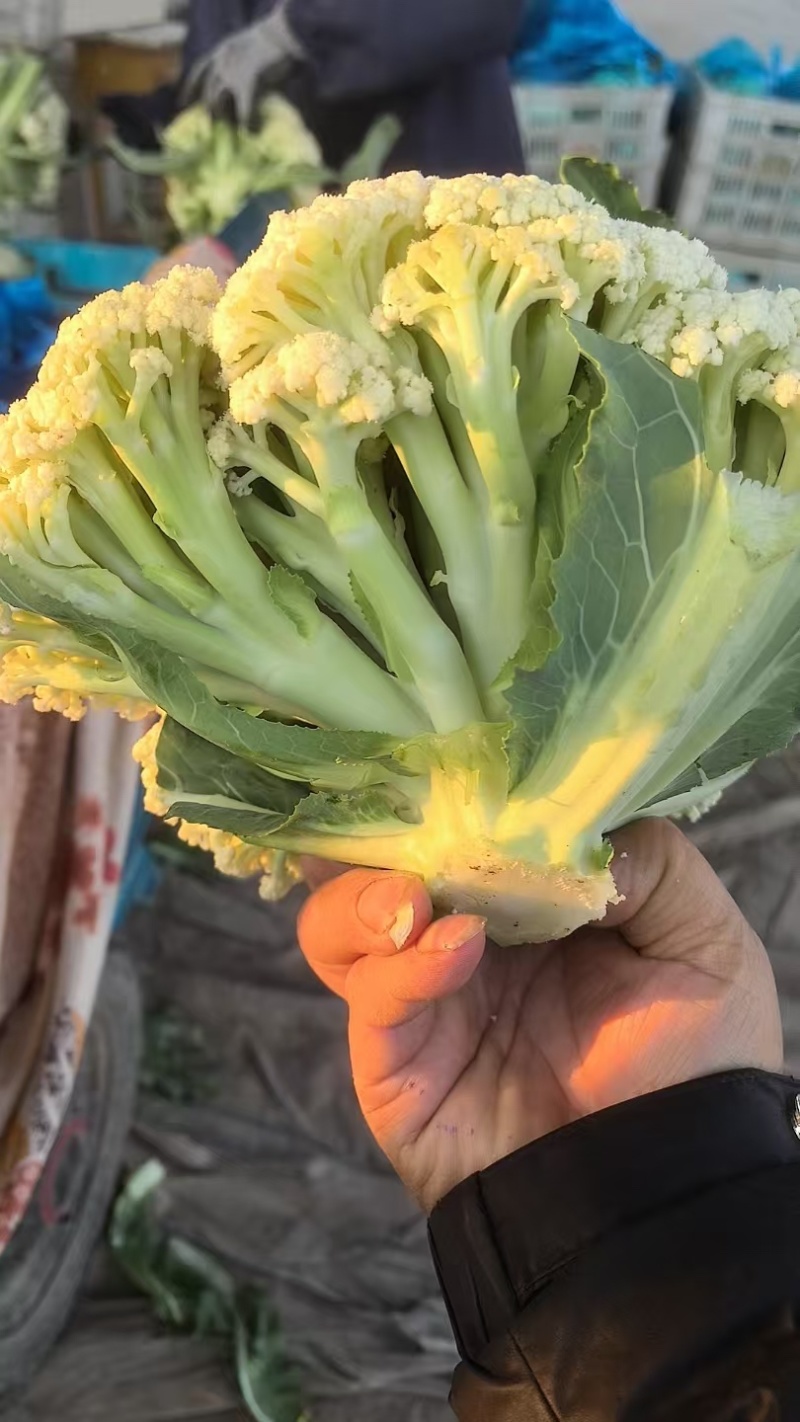 江苏菜花大量上市规格齐全欢迎老客户来基地考察订购