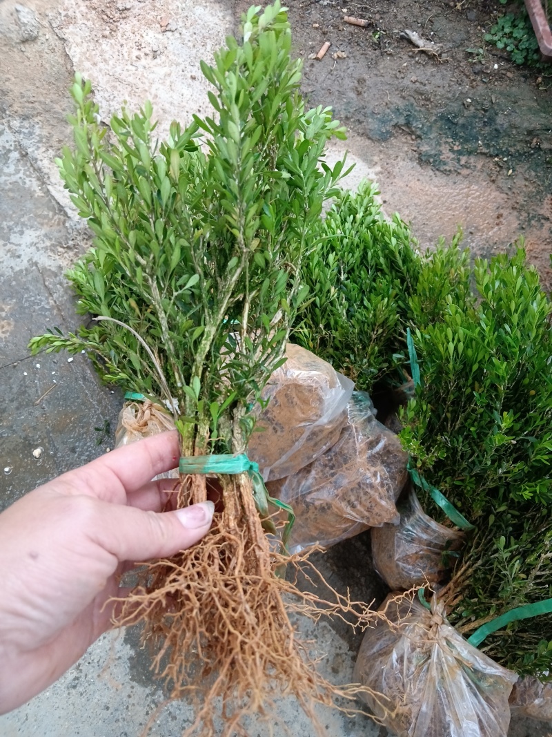 广东雀舌皱皮黄杨/地苗/每天现挖发货