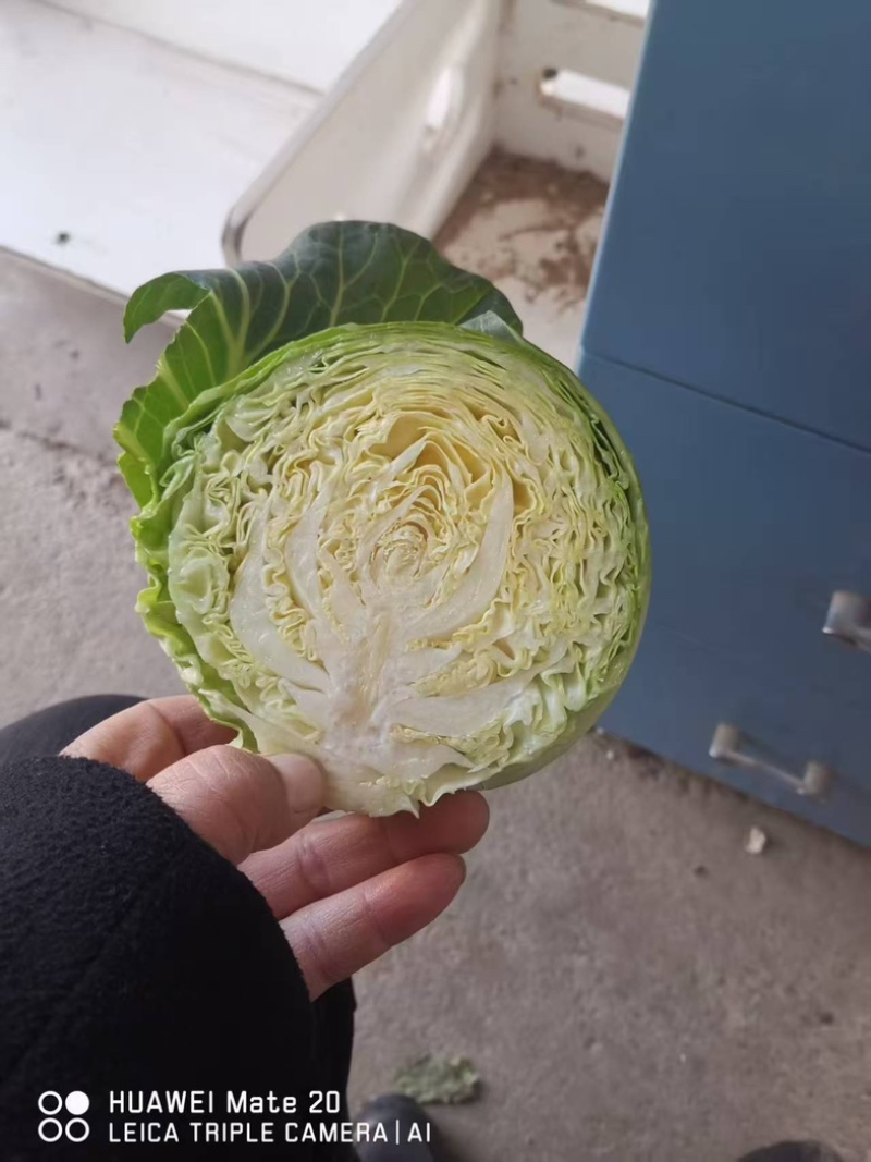 江苏软甘蓝圆包菜保证质量欢迎新老客户咨询有惊喜