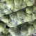 江苏软甘蓝圆包菜保证质量欢迎新老客户咨询有惊喜