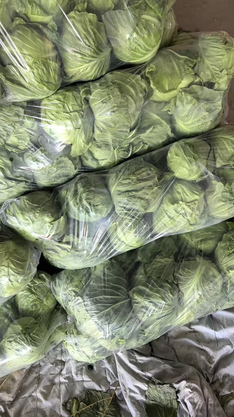 江苏软甘蓝圆包菜保证质量欢迎新老客户咨询有惊喜