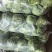 江苏软甘蓝圆包菜保证质量欢迎新老客户咨询有惊喜