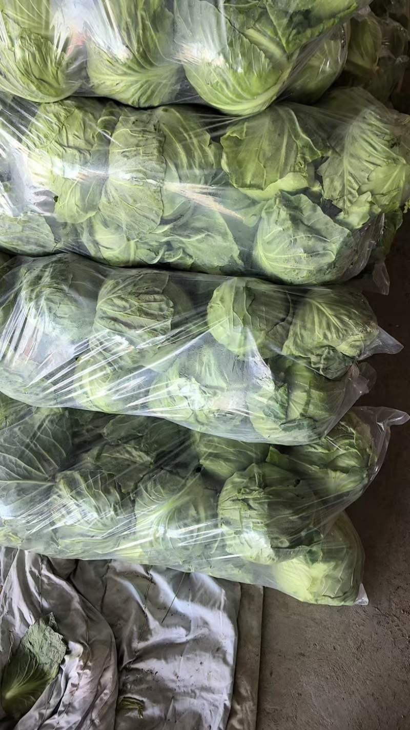 江苏软甘蓝圆包菜保证质量欢迎新老客户咨询有惊喜