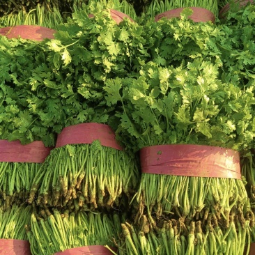 香菜大叶香菜基地现摘全国发货保质保量欢迎联系