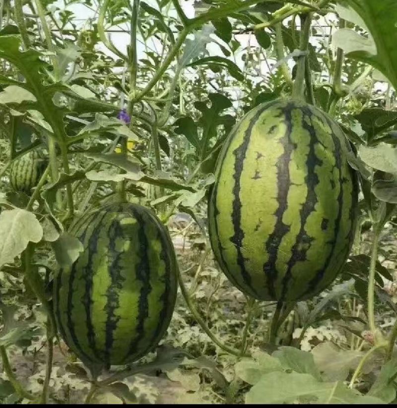 安徽早春红玉2K小糖丸手撕瓜产地直发一手货源