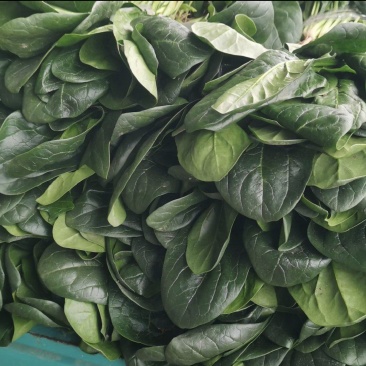 菠菜大叶菠菜批发全国发货现货保质保量欢迎联系