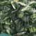 菠菜大叶菠菜批发全国发货现货保质保量欢迎联系