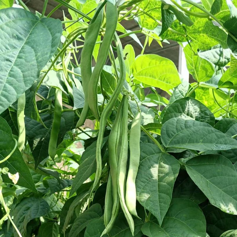 芸豆货源充足，产地直发，诚信经营，欢迎客商来电
