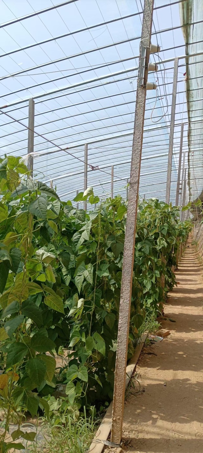 芸豆货源充足，产地直发，诚信经营，欢迎客商来电
