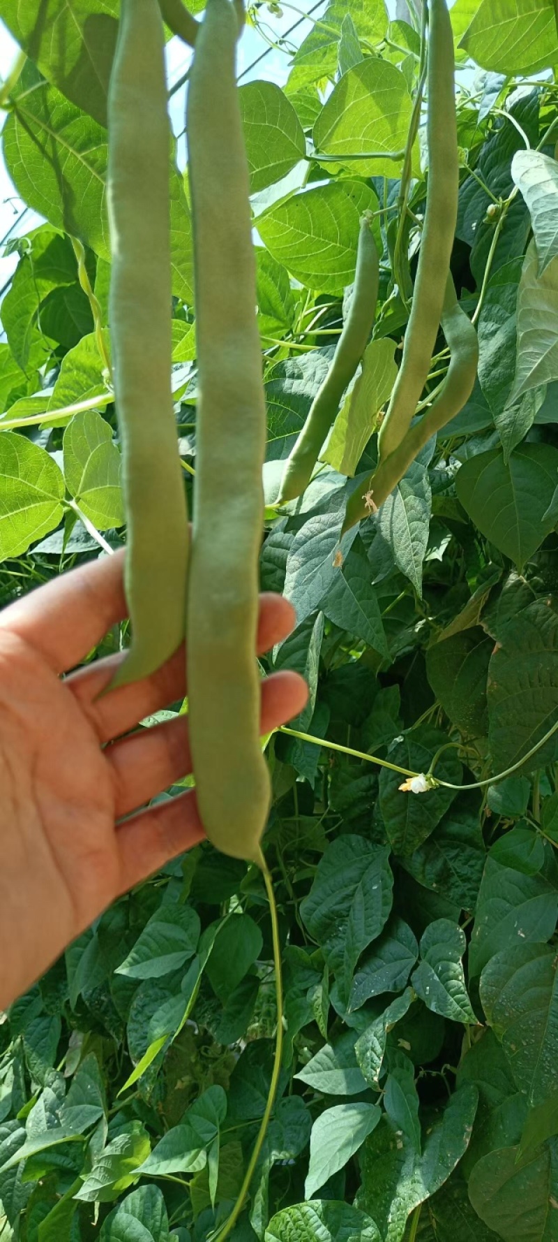 芸豆货源充足，产地直发，诚信经营，欢迎客商来电