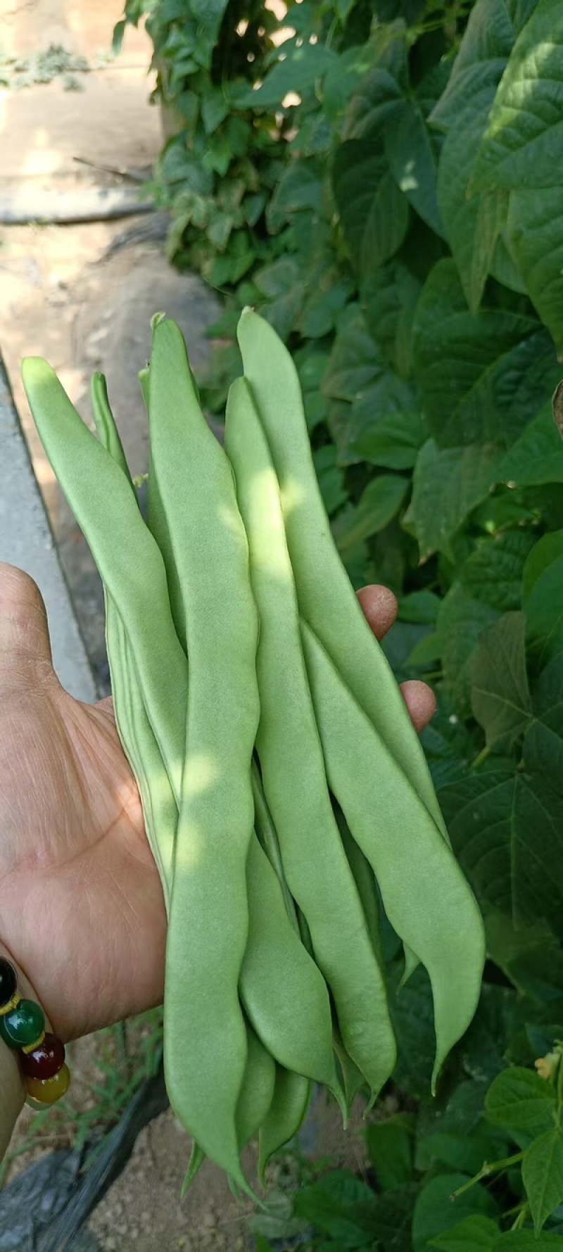 芸豆货源充足，产地直发，诚信经营，欢迎客商来电
