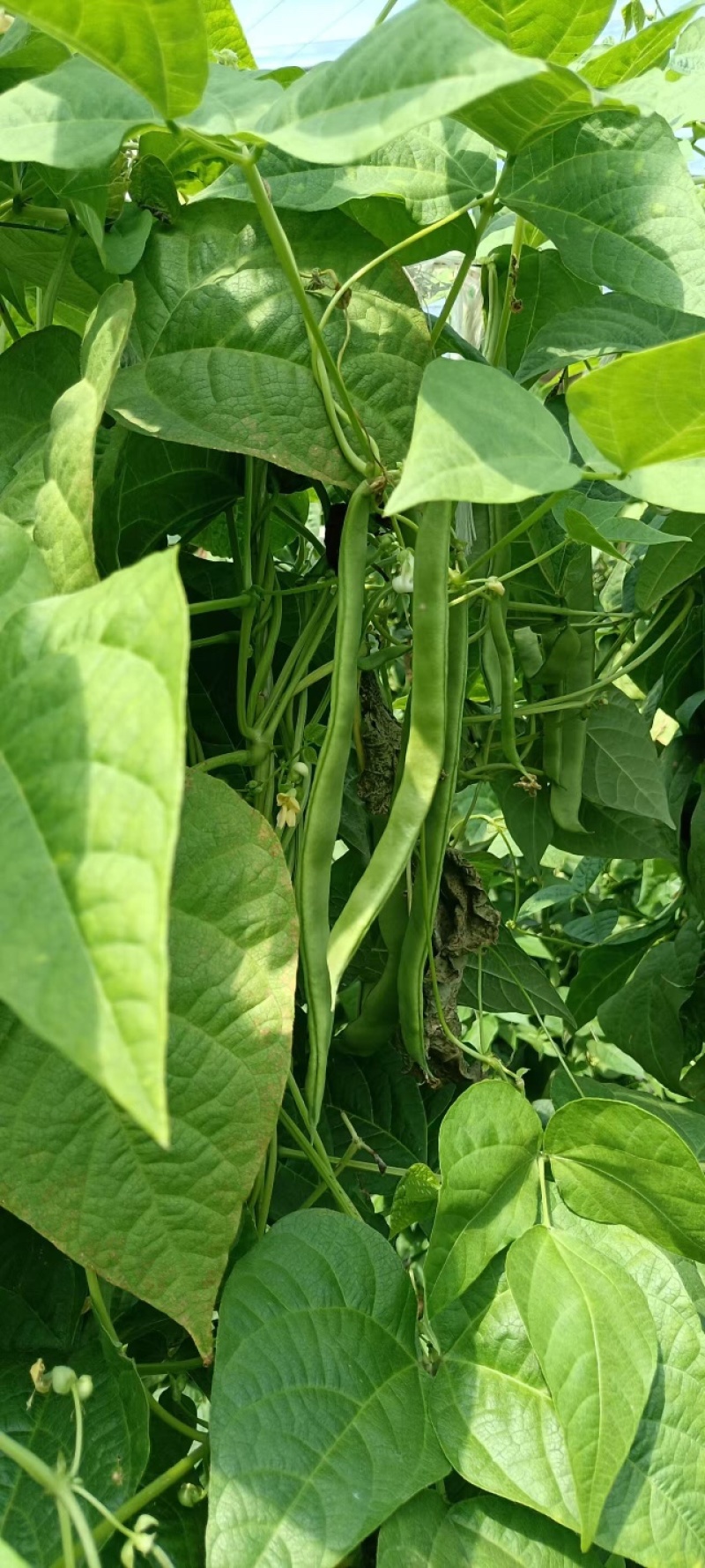 芸豆货源充足，产地直发，诚信经营，欢迎客商来电