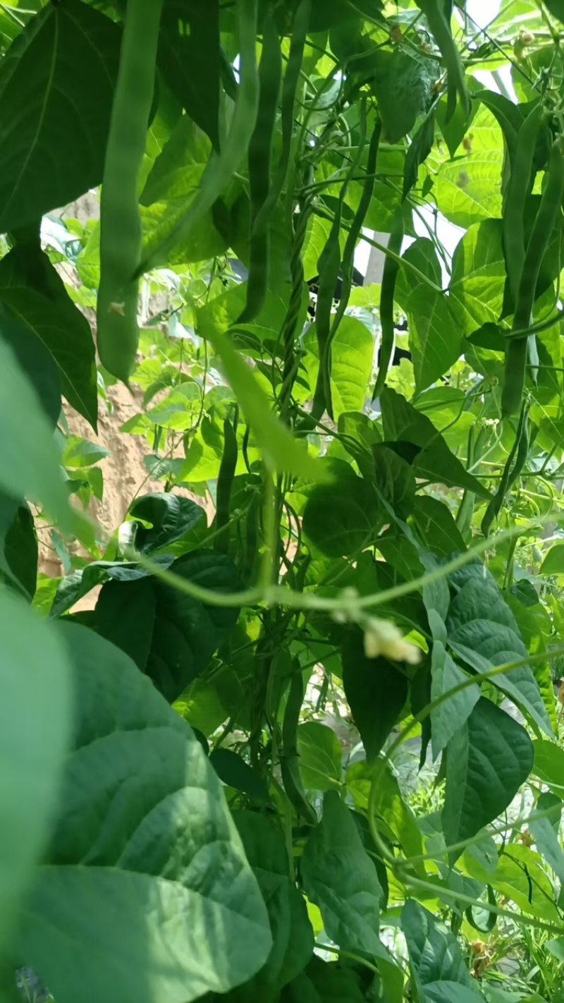 芸豆