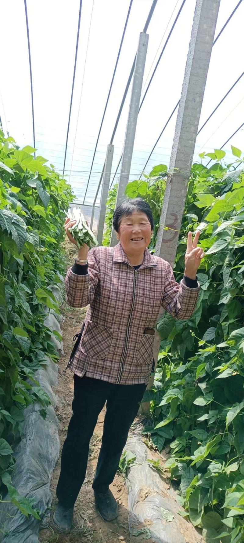 芸豆