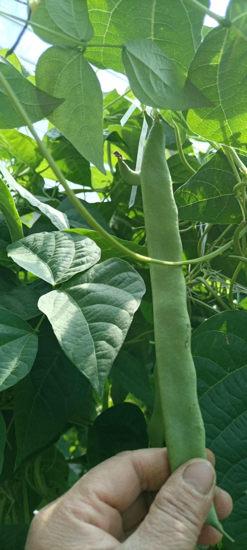 芸豆
