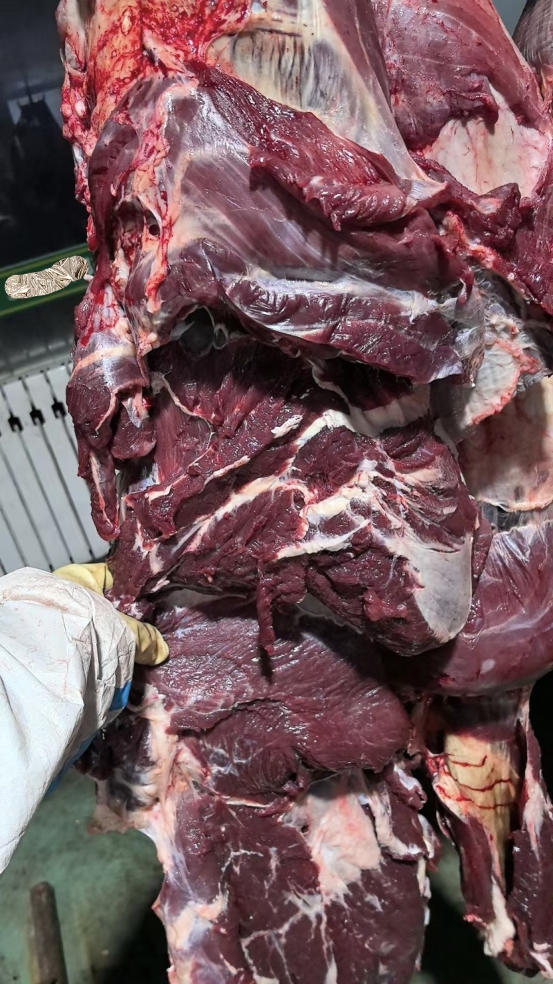 牛肉国产四分体牛肉纯干货精修去油餐饮卤肉加工厂