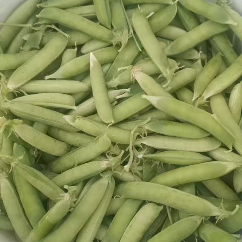 豌豆货源充足，产地直发，诚信经营，欢迎客商来电