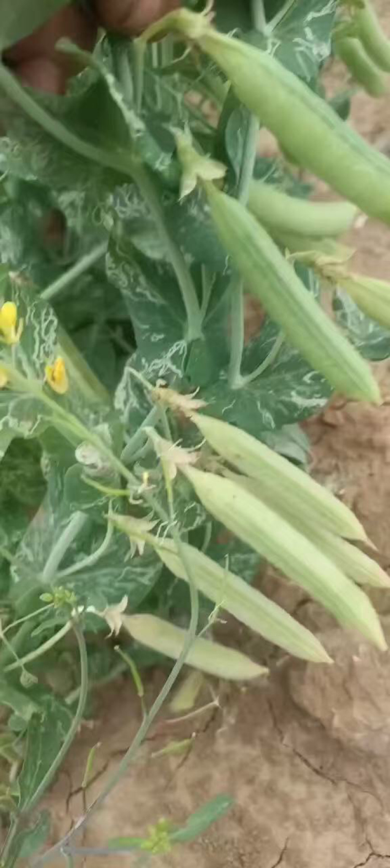 豌豆货源充足，产地直发，诚信经营，欢迎客商来电