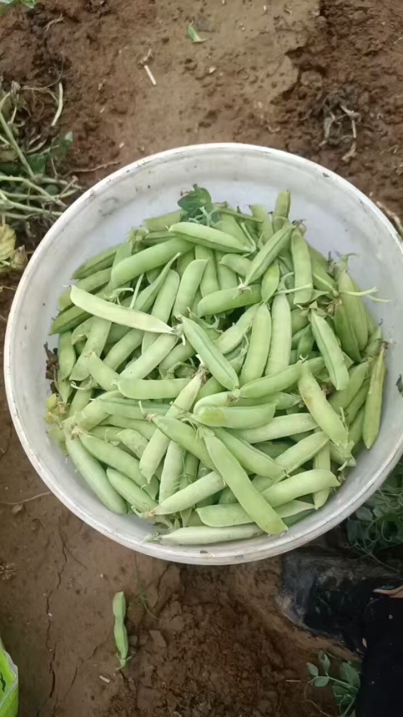 豌豆货源充足，产地直发，诚信经营，欢迎客商来电