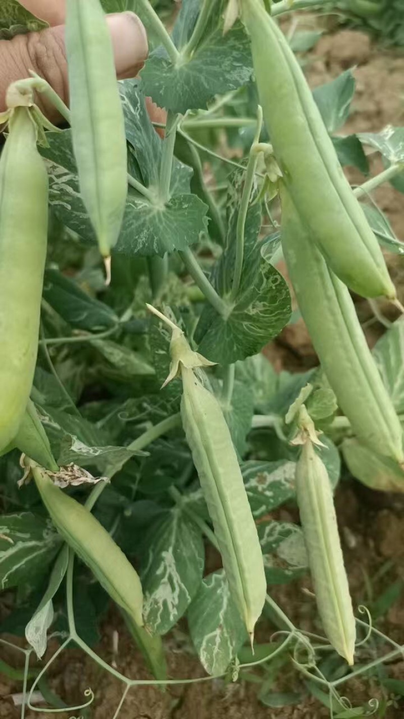 豌豆货源充足，产地直发，诚信经营，欢迎客商来电