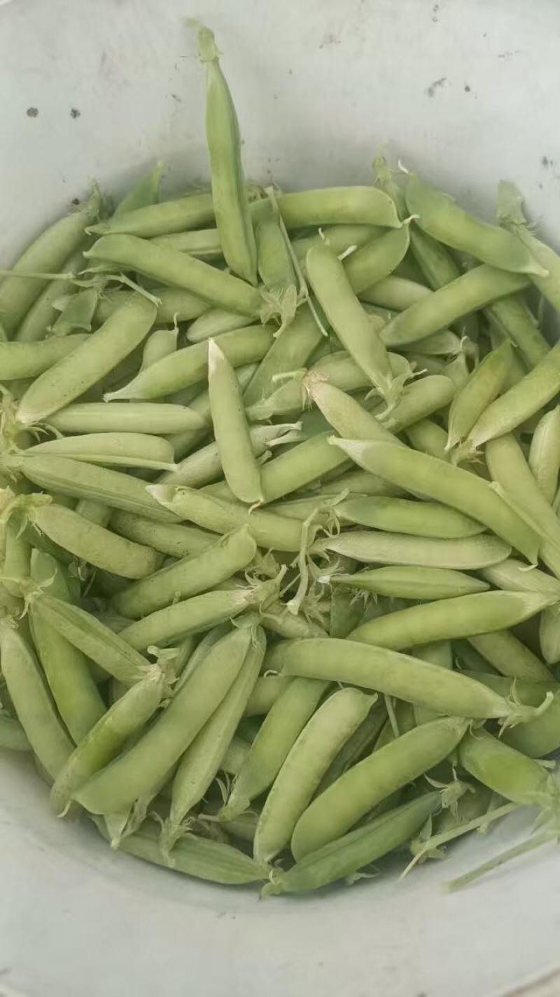 豌豆货源充足，产地直发，诚信经营，欢迎客商来电