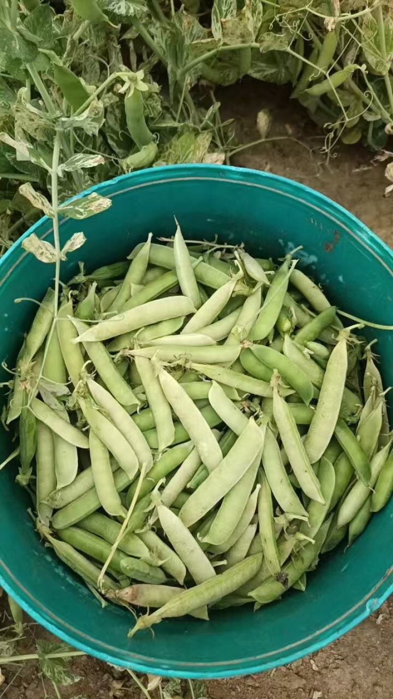 豌豆货源充足，产地直发，诚信经营，欢迎客商来电