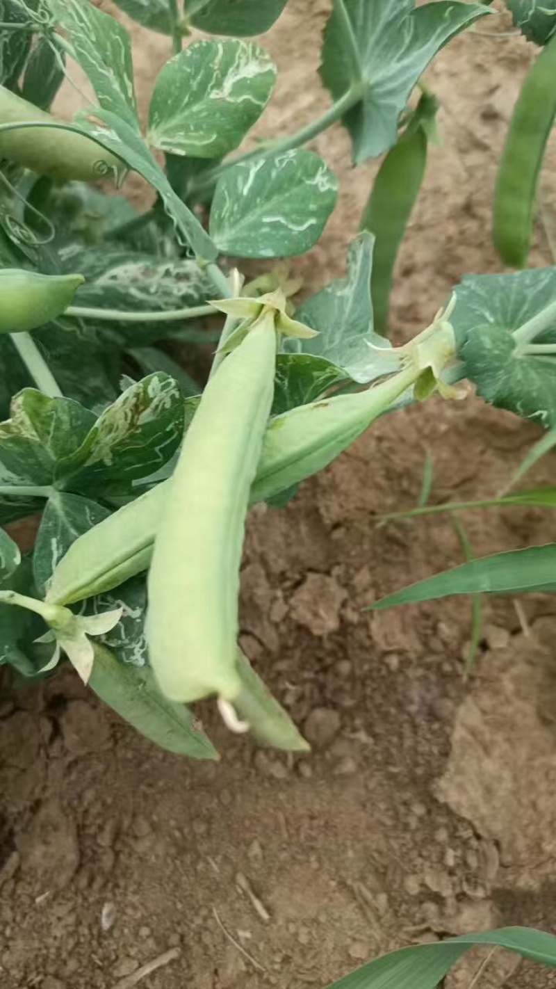 豌豆货源充足，产地直发，诚信经营，欢迎客商来电