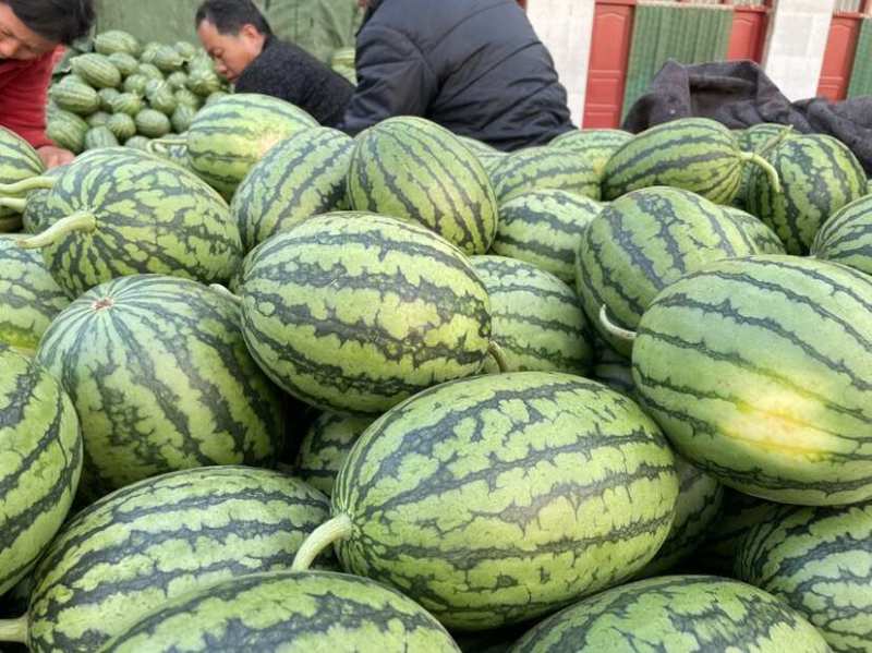 小糖丸西瓜礼品西瓜牛奶手撕西瓜商超电商一手货源代发全国