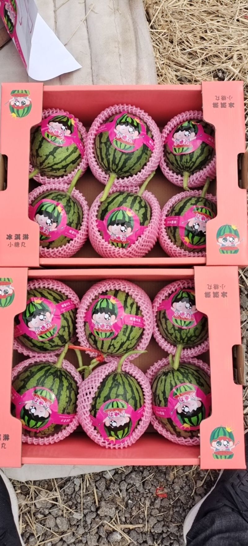 小糖丸西瓜礼品西瓜牛奶手撕西瓜商超电商一手货源代发全国