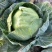 甘兰牛心菜
