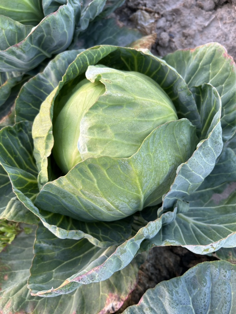 甘兰牛心菜