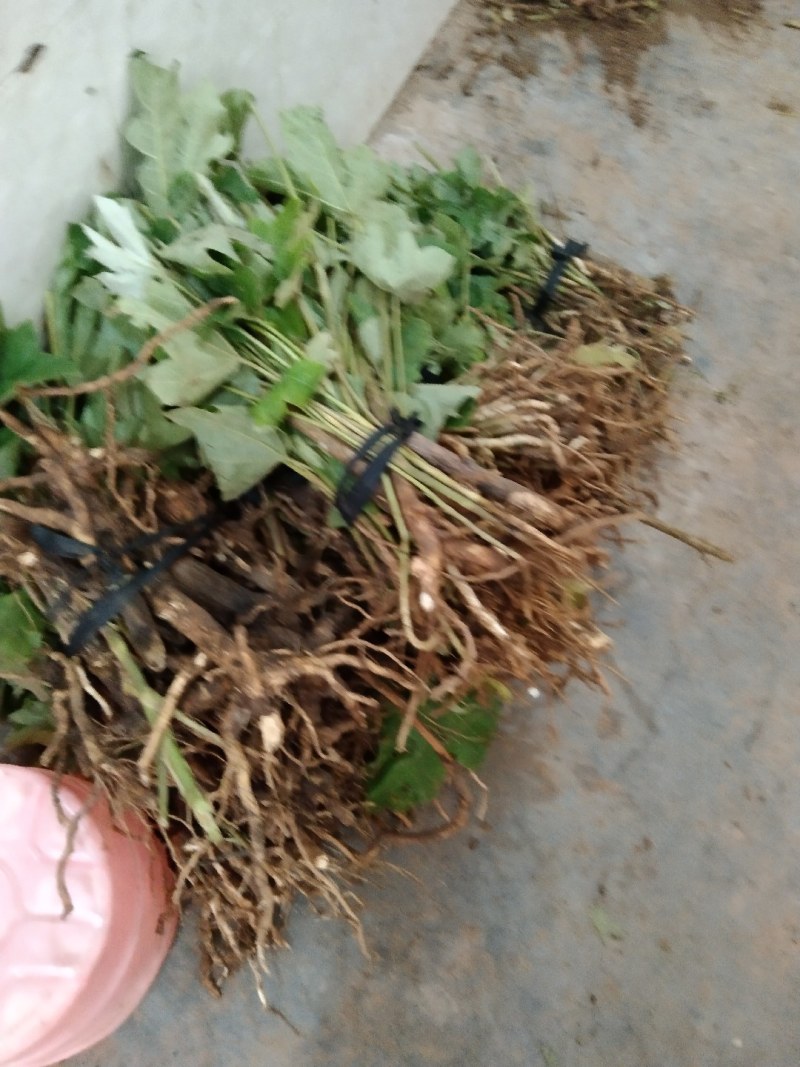 通草苗产地直销现挽现卖
