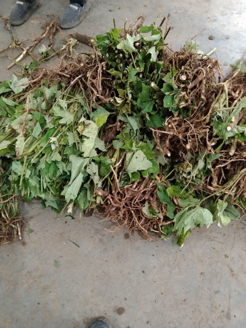 通草苗产地直销现挽现卖
