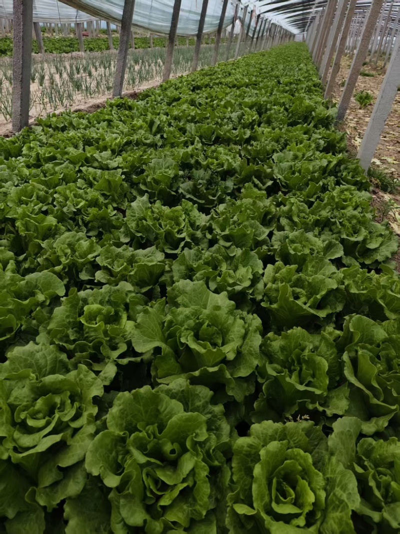 精品意大利生菜，质量好，价格低