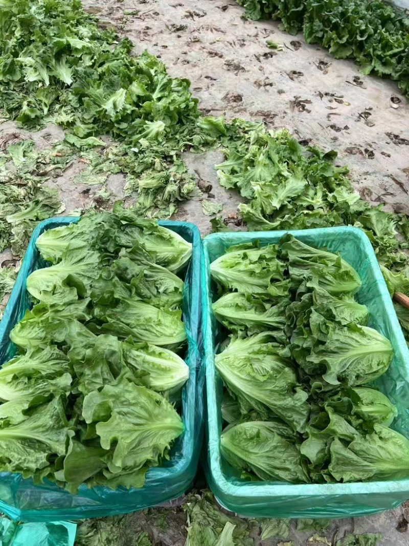 精品意大利生菜，质量好，价格低