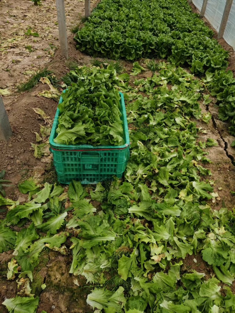 生菜货源充足，产地直发，诚信经营，欢迎客商来电