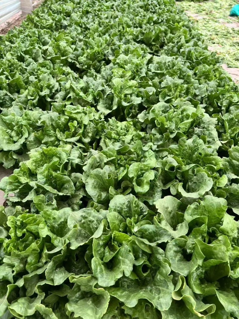 生菜货源充足，产地直发，诚信经营，欢迎客商来电