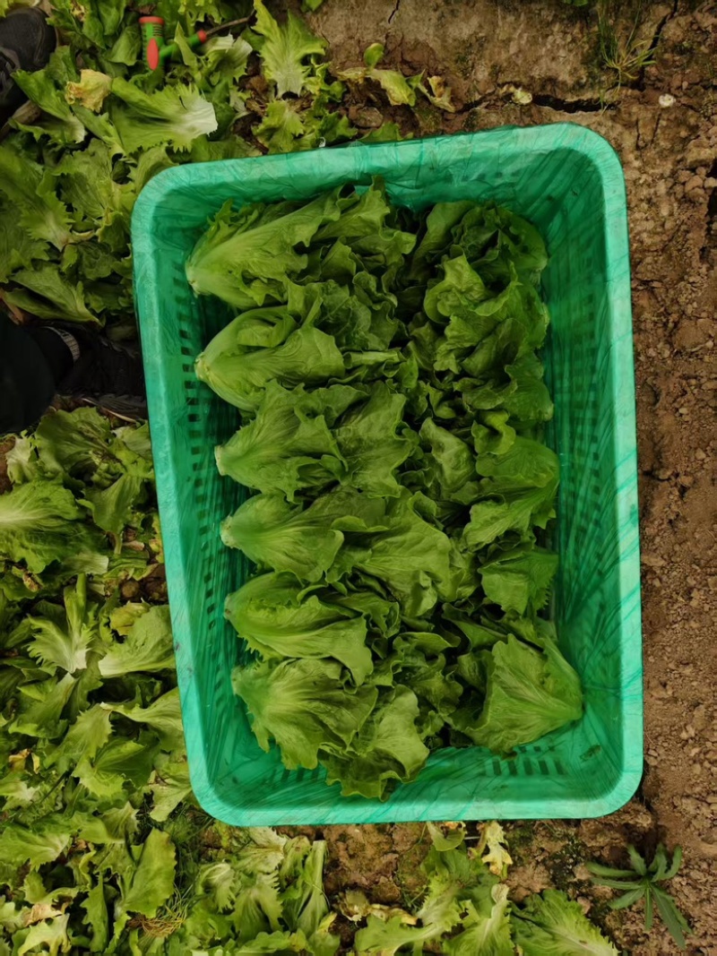 生菜货源充足，产地直发，诚信经营，欢迎客商来电