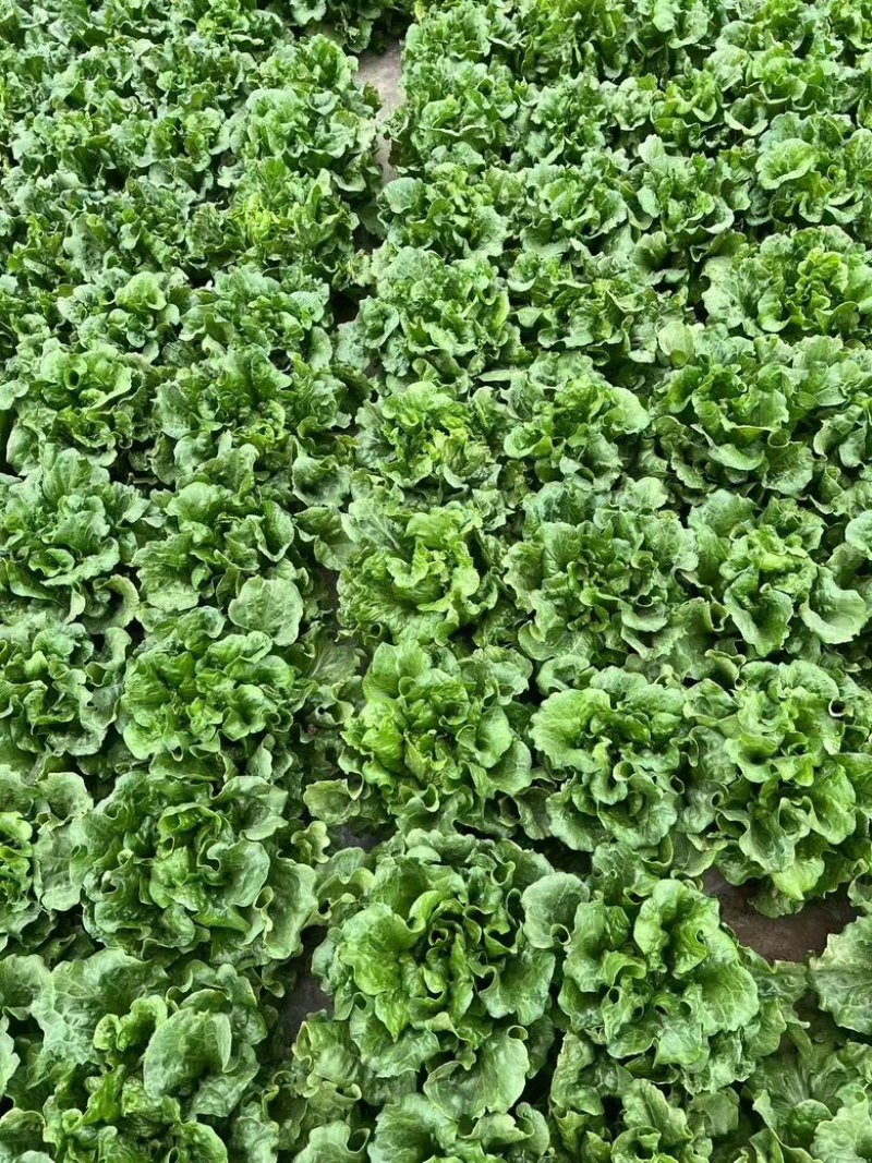 生菜货源充足，产地直发，诚信经营，欢迎客商来电