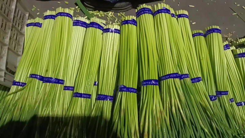 河南【红帽蒜薹】可供各种规格蒜苔/可按需加工/产地直发/