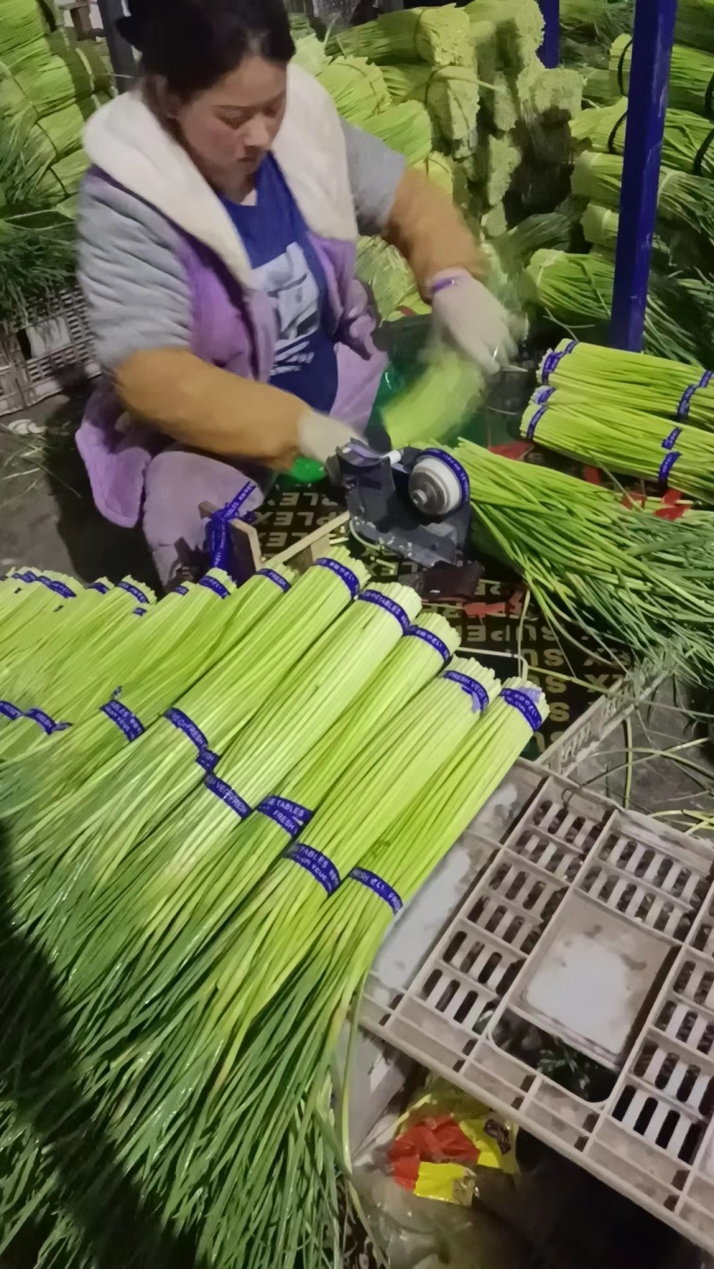 河南【红帽蒜薹】可供各种规格蒜苔/可按需加工/产地直发/