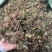 回心草云南大货回心草批发一手货源