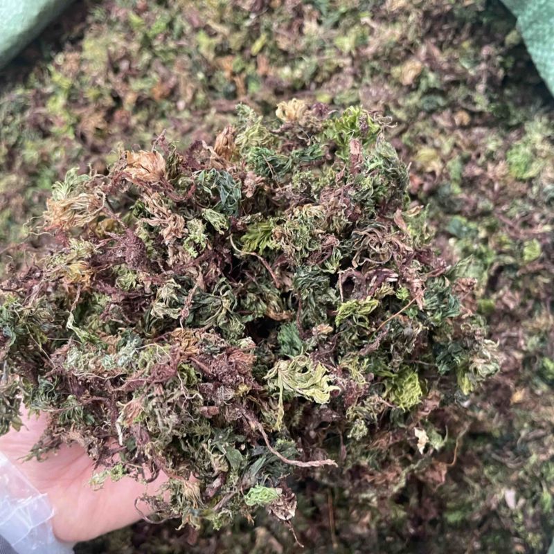 回心草云南大货回心草批发一手货源