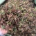 回心草云南大货回心草批发一手货源