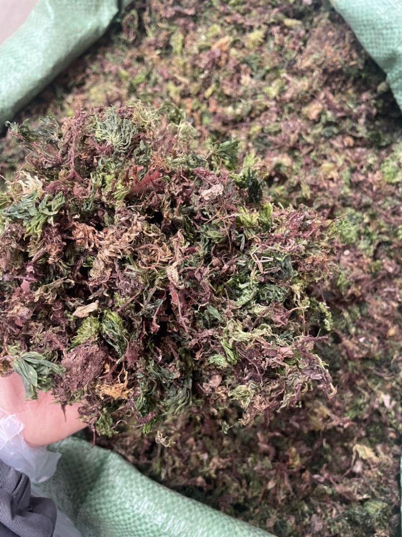 回心草云南大货回心草批发一手货源