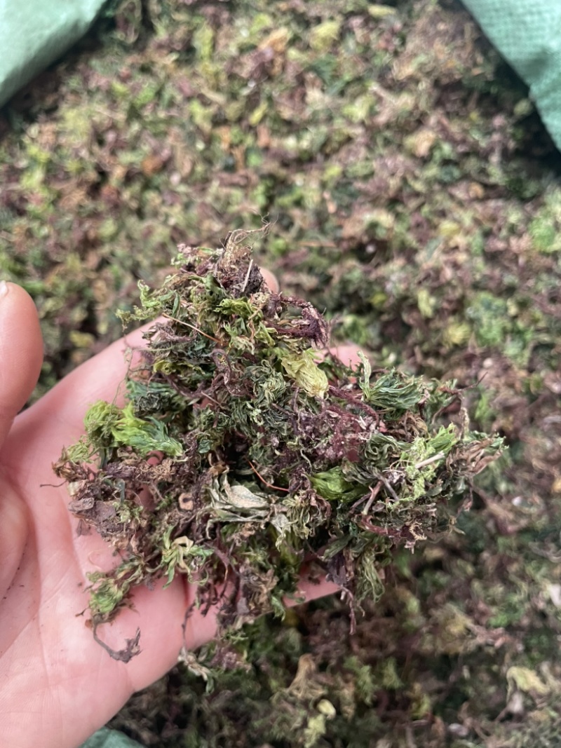回心草云南大货回心草批发一手货源