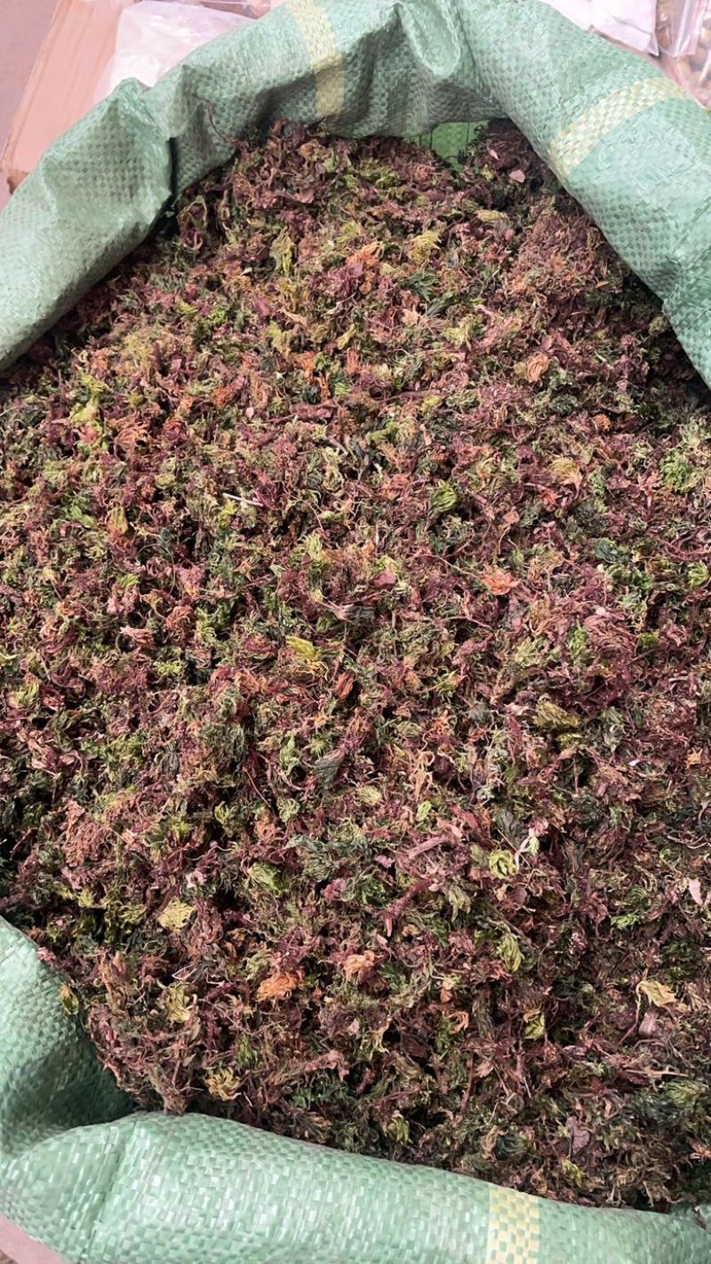 回心草云南大货回心草批发一手货源