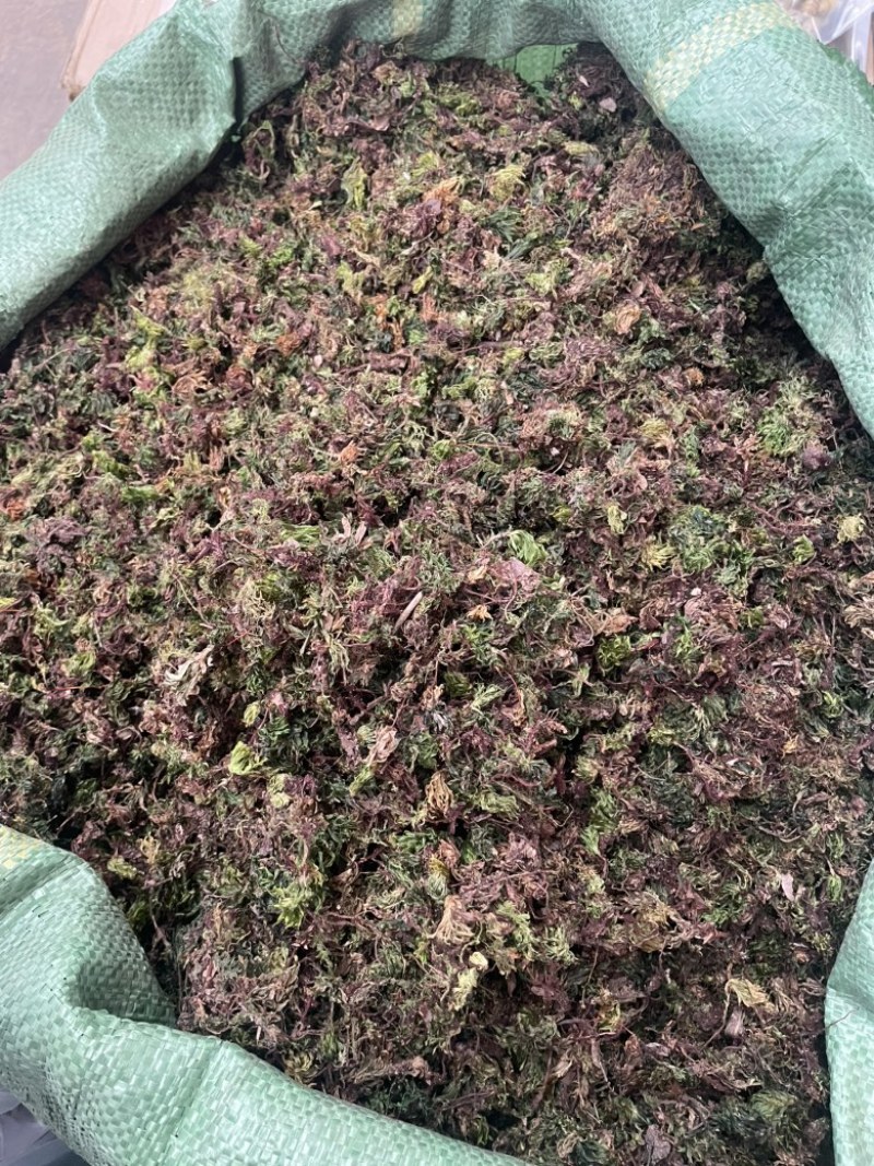 回心草云南大货回心草批发一手货源