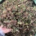 回心草云南大货回心草批发一手货源