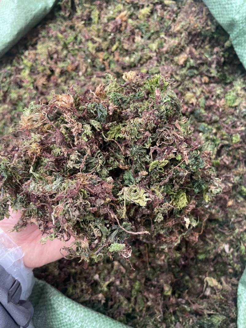 回心草云南大货回心草批发一手货源